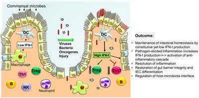 The Protective Role of Type I Interferons in the Gastrointestinal Tract